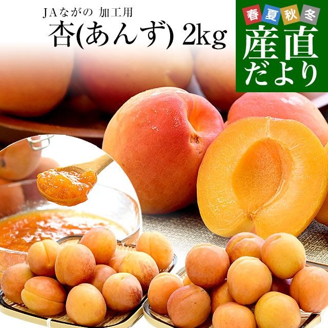 信州千曲市森あんずの里産　あんず１０キロ 杏(生あんず)10キロ 信州千曲市森 あんずの里産