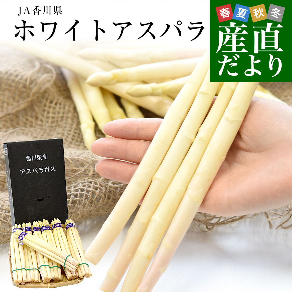 香川県より産地直送 JA香川県 ホワイトアスパラ 2LからMサイズ 約700g