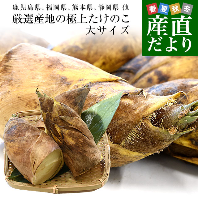 厳選産地の極上たけのこ 大サイズ 約2キロ（2本から4本前後