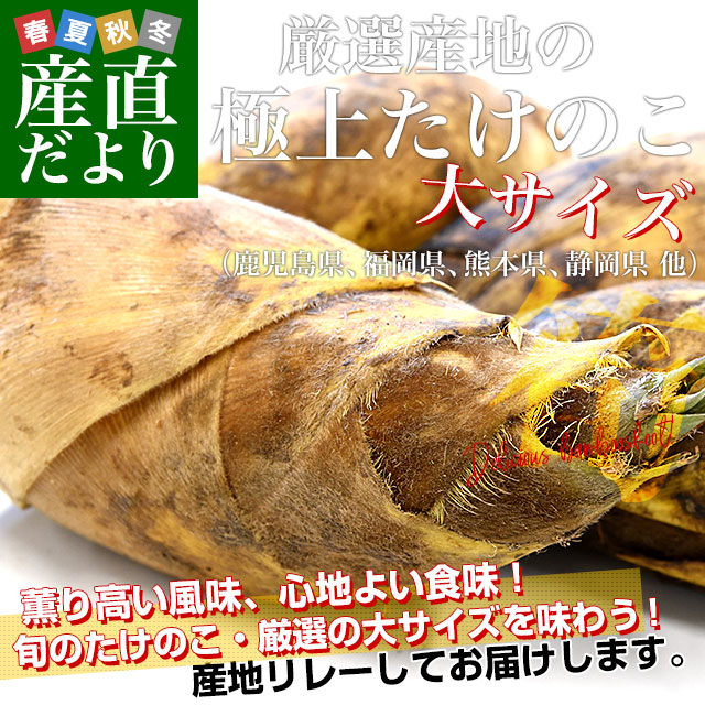 厳選産地の極上たけのこ 大サイズ 約2キロ(2本から4本前後 厳選産地の極上たけのこ 大サイズ 約2キロ(2本から4本前後