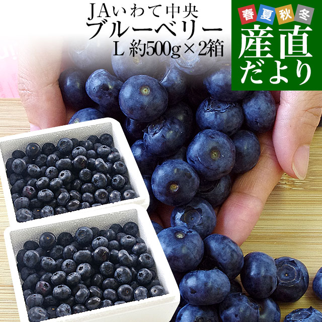 岩手県より産地直送 JAいわて中央 ブルーベリー 大粒 2Lサイズ 500g×2箱 送料無料 ぶるーべりー ※クール便