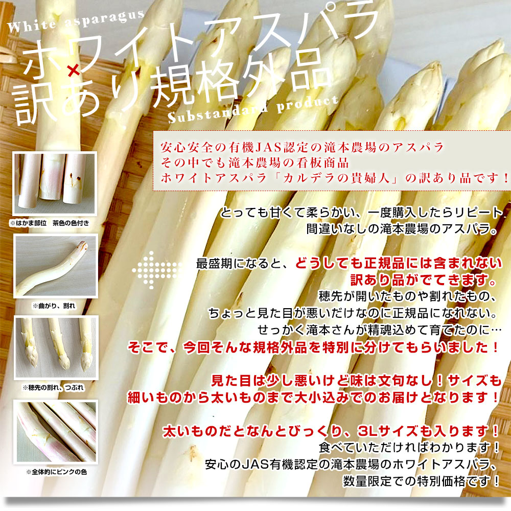北海道より産地直送 赤井川村 滝本農場の有機JAS認定ホワイトアスパラ 訳あり 大小込み 約1キロ 送料無料 アスパラガス ※クール便発送｜sanchokudayori｜04