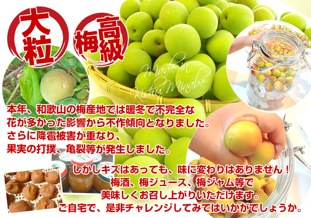 和歌山県産 JA紀州 みなべの南高梅 Lサイズ 訳アリ（雹害果） 約5キロ（260玉前後） 梅 梅干 梅干し 梅酒 梅サワー 梅ジャム うめ ウメ｜sanchokudayori｜04