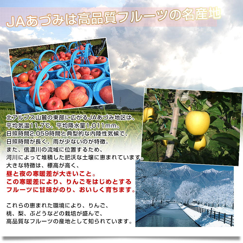 長野県産 JAあづみ 安曇野 シナノゴールド 約3キロ （8玉から10玉） 送料無料 りんご 林檎 市場発送 |  | 05