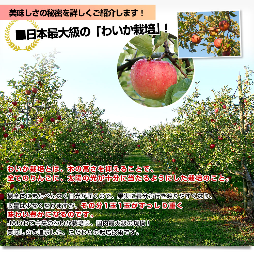 岩手県から産地直送 JAいわて中央 樹上完熟りんご「サンふじ」等級：特