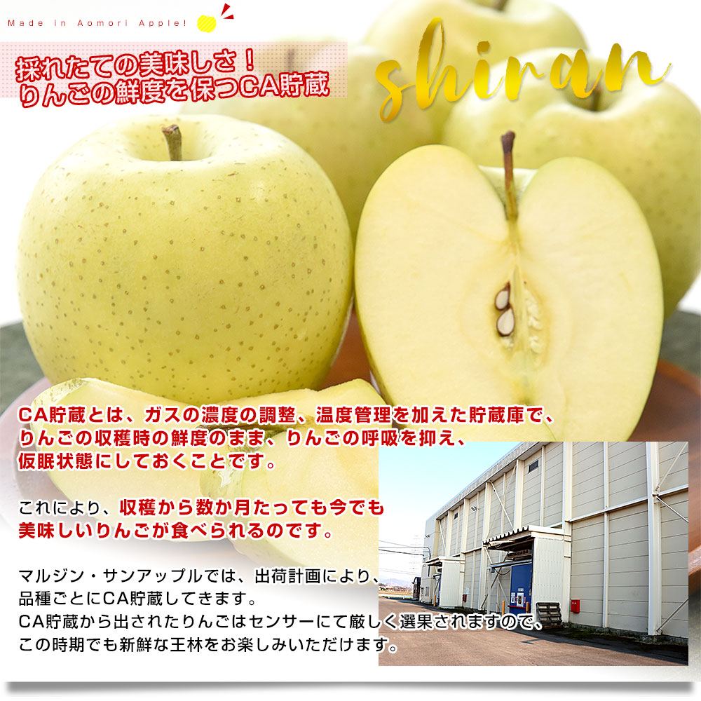 青森県より産地直送 マルジン・サンアップル 糖度14度以上 王林 「紫蘭