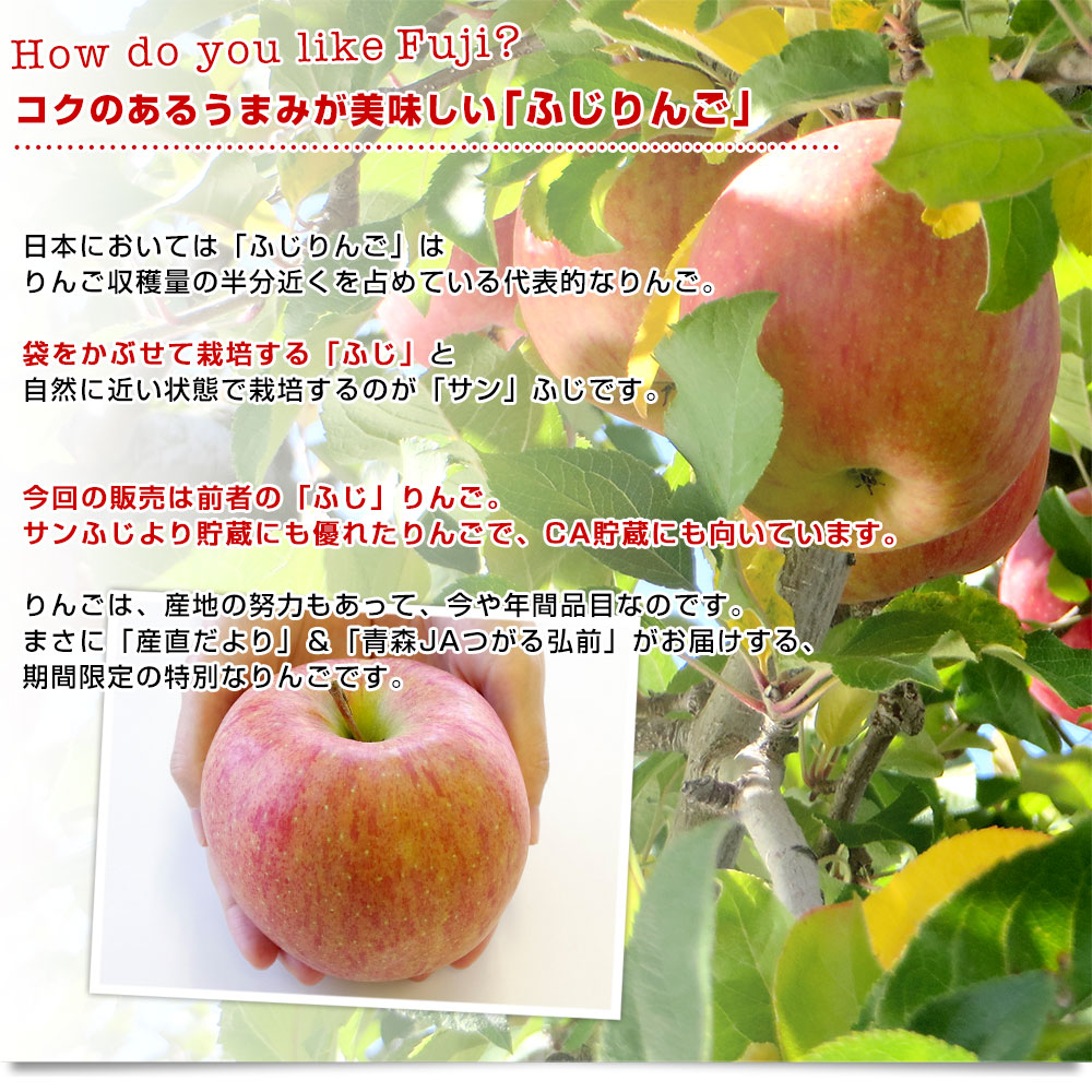 青森県より産地直送 JAつがる弘前 ふじ (有袋栽培) CA貯蔵品 約3キロ