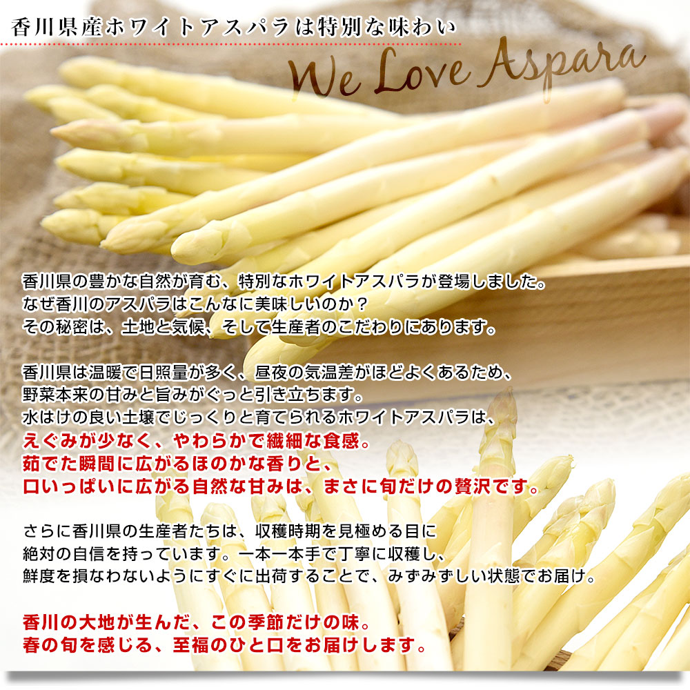 香川県より産地直送 JA香川県 ホワイトアスパラ 2LからMサイズ 約700g