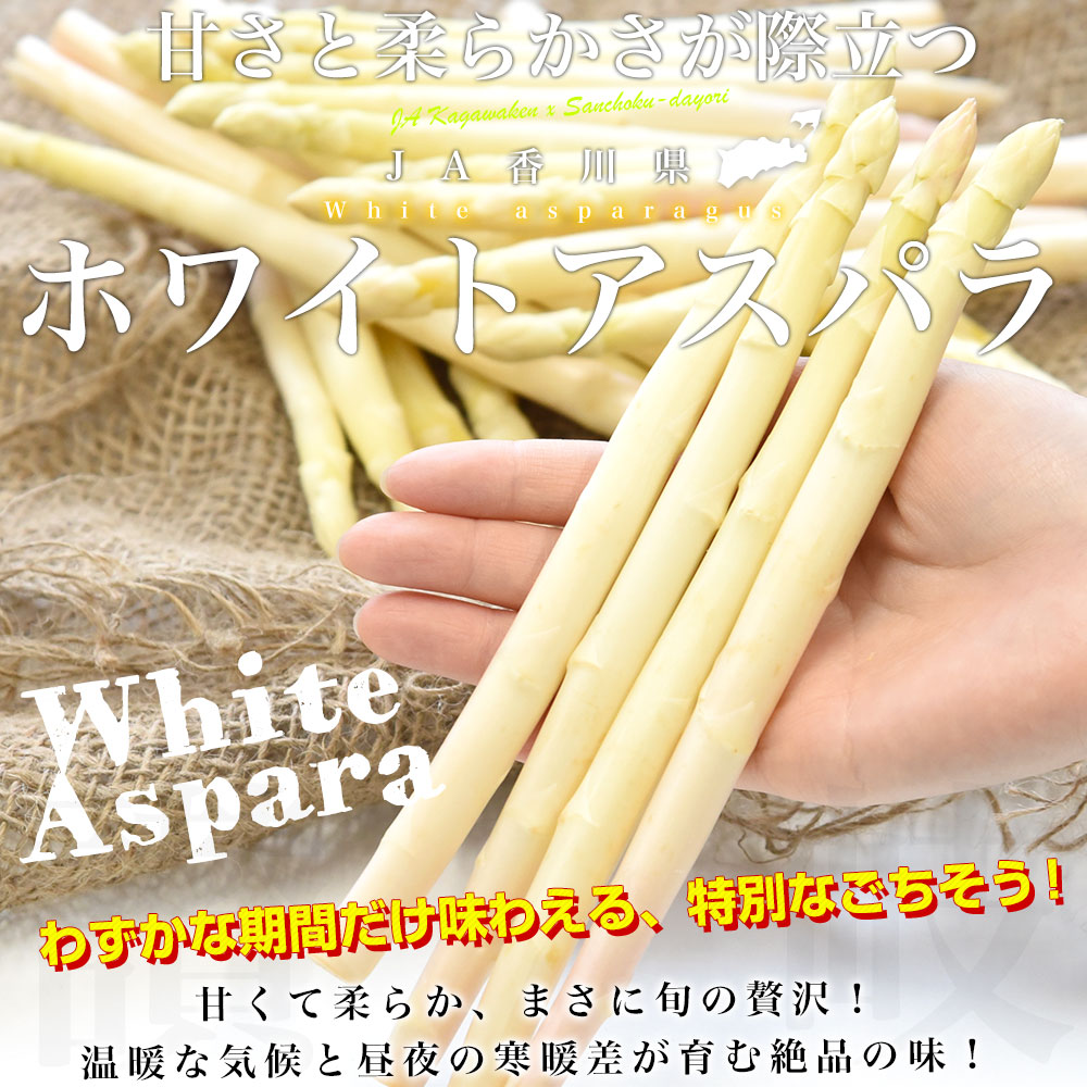 香川県より産地直送 JA香川県 ホワイトアスパラ 2LからMサイズ 約700g