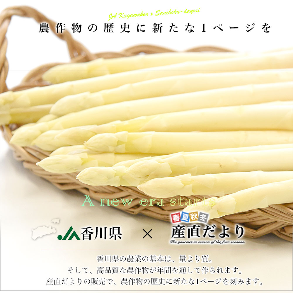 香川県より産地直送 JA香川県 ホワイトアスパラ 2LからMサイズ 約700g