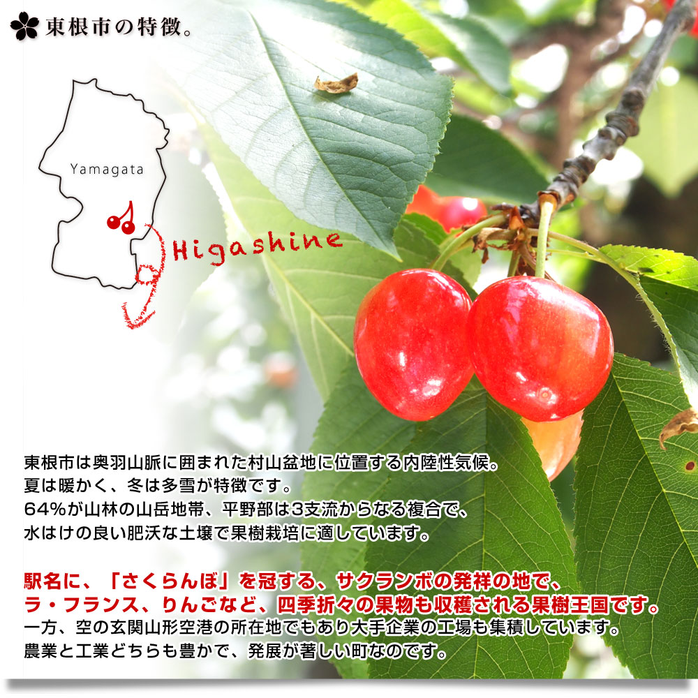 送料無料新品 山形県より産地直送 さくらんぼ 佐藤錦 秀品 2ｌサイズ 約500g 2パック 送料無料 クール便 サクランボ 桜桃 お中元 ギフト Aynaelda Com