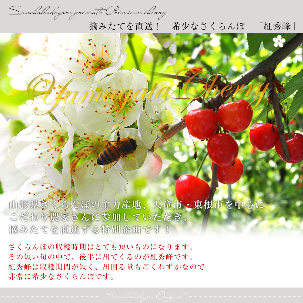 山形県より産地直送 さくらんぼ「紅秀峰」秀品 2Lサイズ 約1キロ（500g