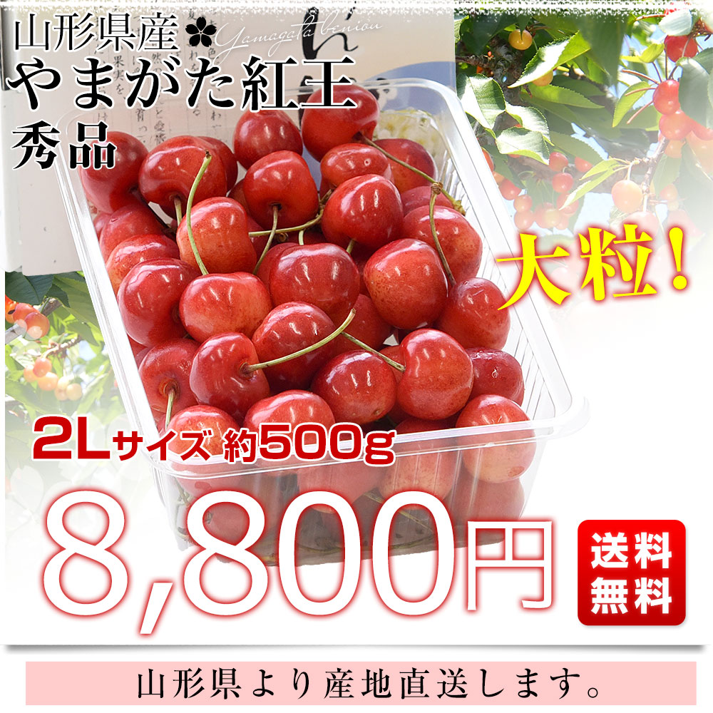 山形県より産地直送 さくらんぼ 「やまがた紅王」 秀品 2L サイズ約 