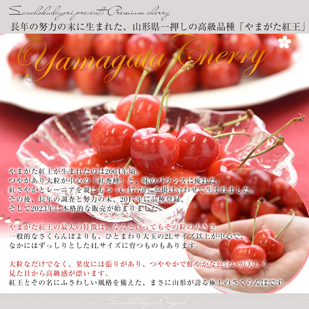 山形県より産地直送 さくらんぼ 「やまがた紅王」 秀品 2L サイズ約