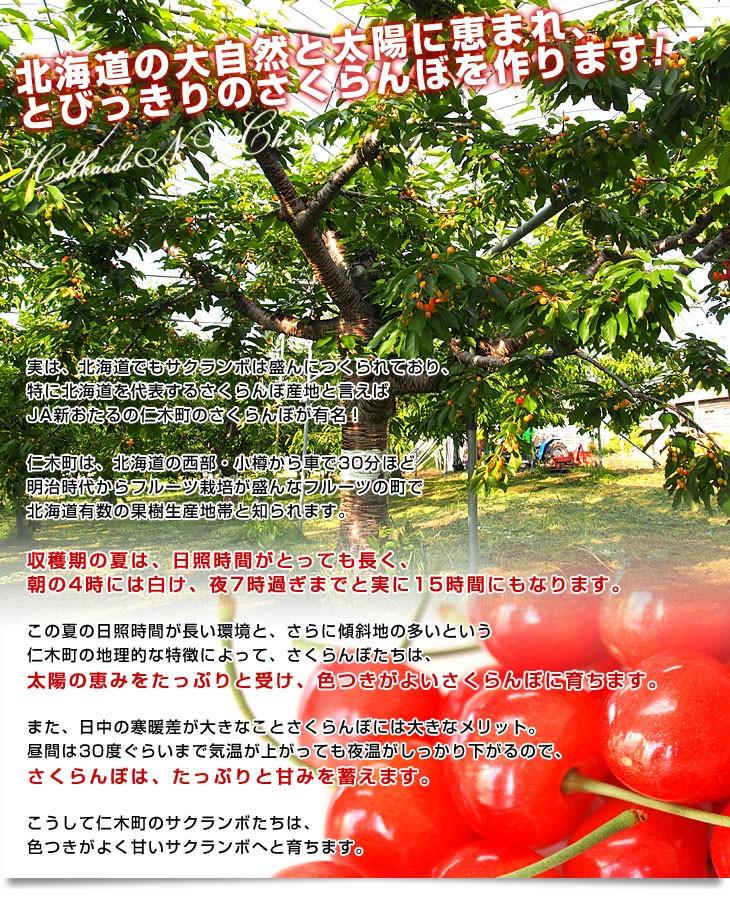 山形さくらんぼ通販】佐藤錦Lサイズアップ1kバラ極上｜送料無料