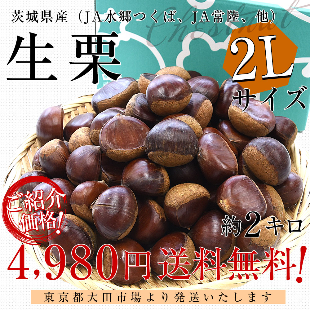 茨城県産 生栗 約2キロ 2Lサイズ 送料無料 大粒栗 和栗 くり