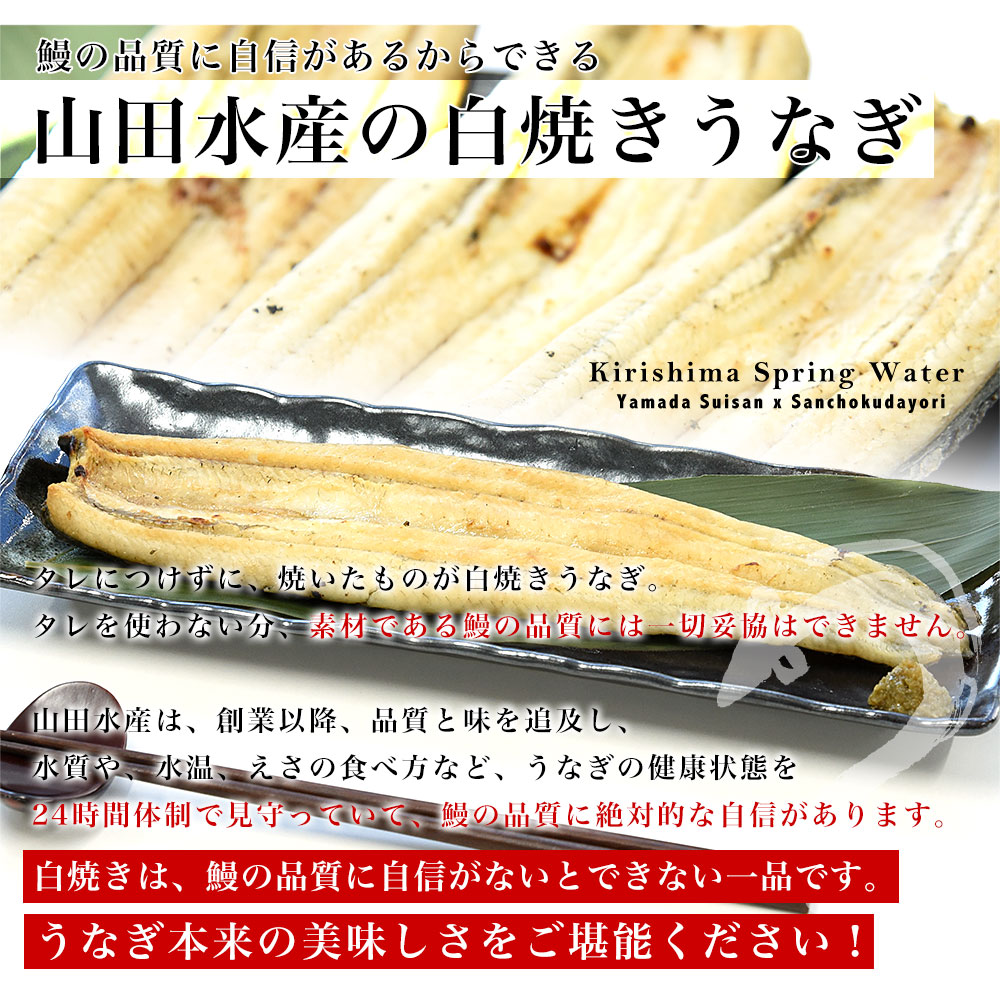 鹿児島県志布志産 山田水産のうなぎ 白焼き 160g前後×3尾詰め（柚子こしょう付き）送料無料 鰻師 加藤尚武さん 鰻 ウナギ 白焼き クール冷凍便 ギフト｜sanchokudayori｜04