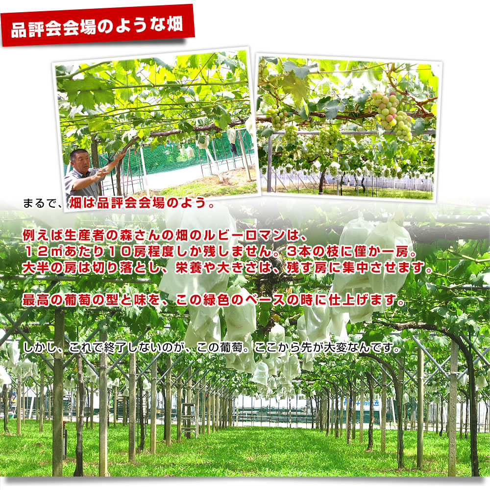 石川県産 JA全農いしかわ ルビーロマン 秀品...の詳細画像5
