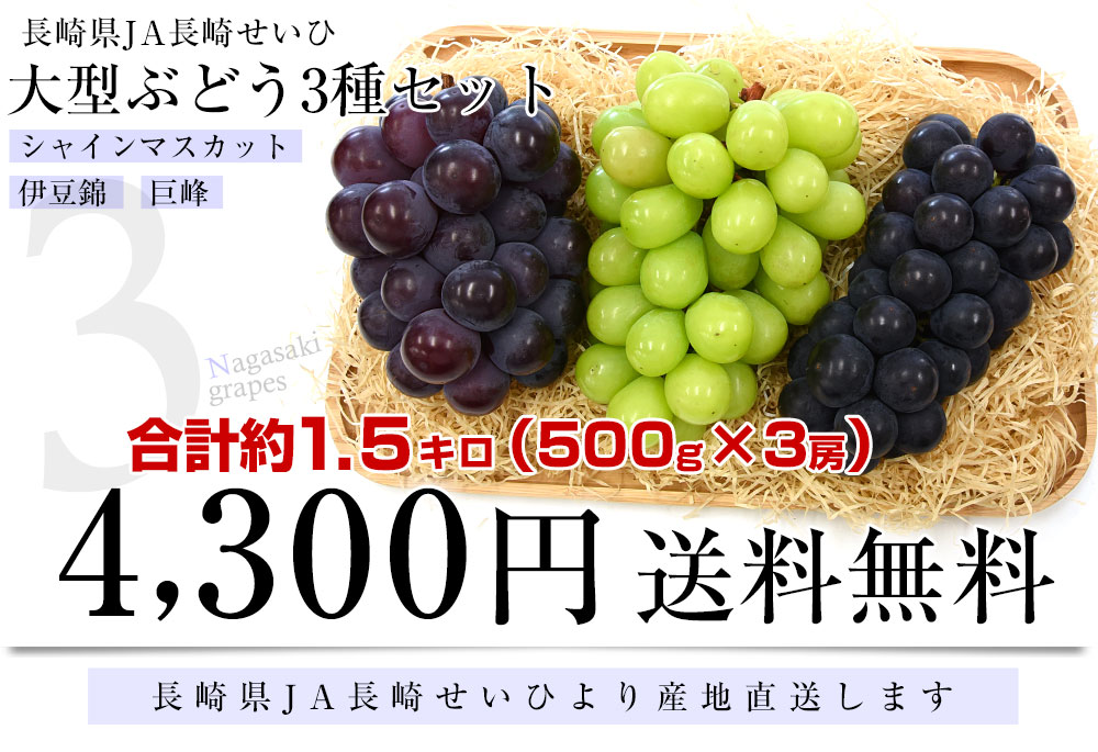 長崎県より産地直送 JA長崎せいひ 大型ぶどう3種セット 合計約1.5キロ (シャインマスカット・伊豆錦・巨峰×各1房）送料無料 クール便 葡萄  ぶどう ブドウ :1201282483:産直だより - 通販 - Yahoo!ショッピング