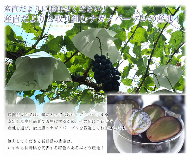 長野県産 ナガノパープル約1.5キロ（3房入り）黒ぶどう 葡萄 ブドウ