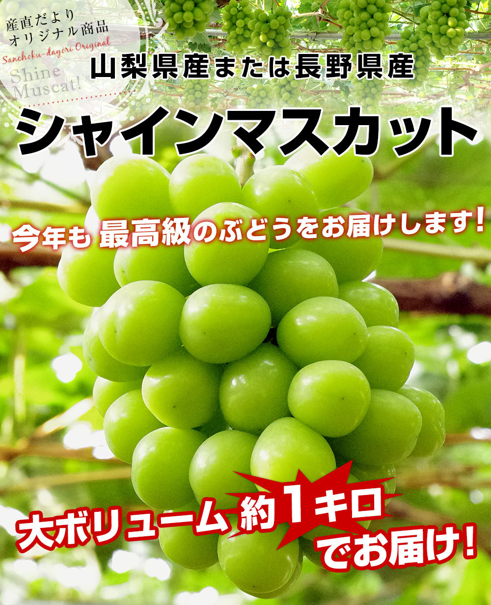 山梨県または長野県産 シャインマスカット1キロ（2房から3房）送料無料 ぶどう ブドウ 種なしぶどう