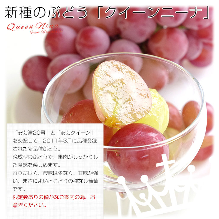 ジャンニナーナ様　山ぶどう Vineyrd1040 ぶどう畑の様子