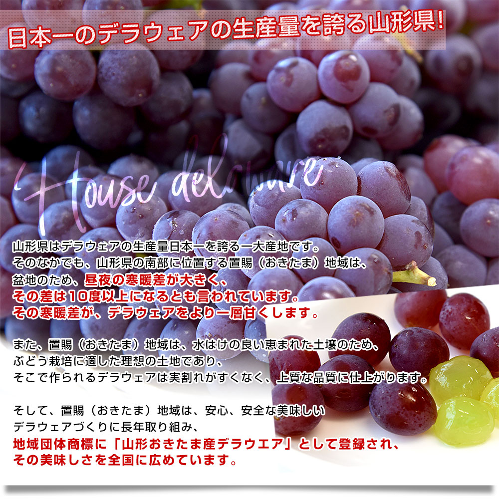山形県 JA山形おきたま ハウス栽培 デラウェ...の詳細画像4