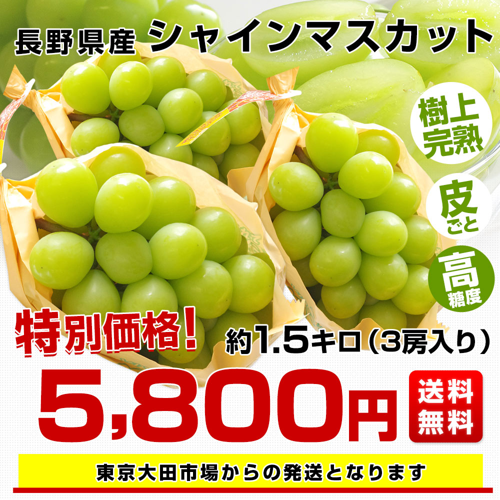 長野県 シャインマスカット 約1.5キロ（3房入り）送料無料 ぶどう ブドウ 市場発送 クール便 :1238882820:産直だより - 通販 -  Yahoo!ショッピング