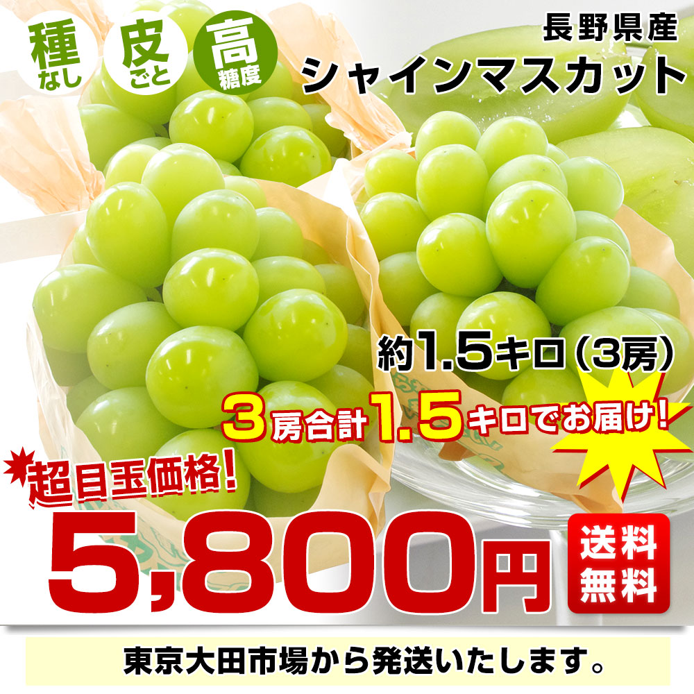 長野県産 シャインマスカット 約1.5キロ（3房）送料無料 ぶどう ブドウ