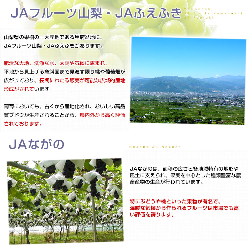 山梨県 又は 長野県産 シャインマスカット 約1キロ（2房）送料無料 ぶどう ブドウ 種なしぶどう 葡萄 ※クール便 |  | 06