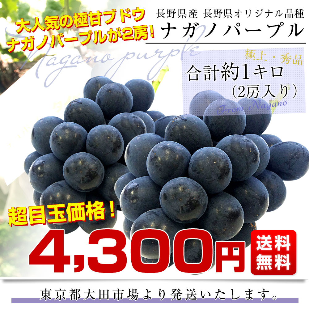 長野県産 ナガノパープル 約1キロ(2房) ぶどう 葡萄 送料無料 ※クール便