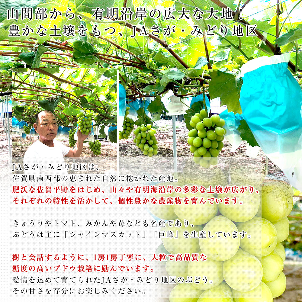 佐賀県より産地直送 JAさが みどり地区 篤農...の詳細画像5