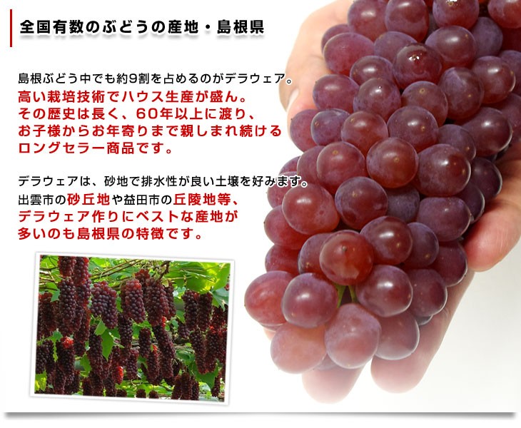 島根県より産地直送 JAしまね ハウスデラウェア 赤秀 Lから2L