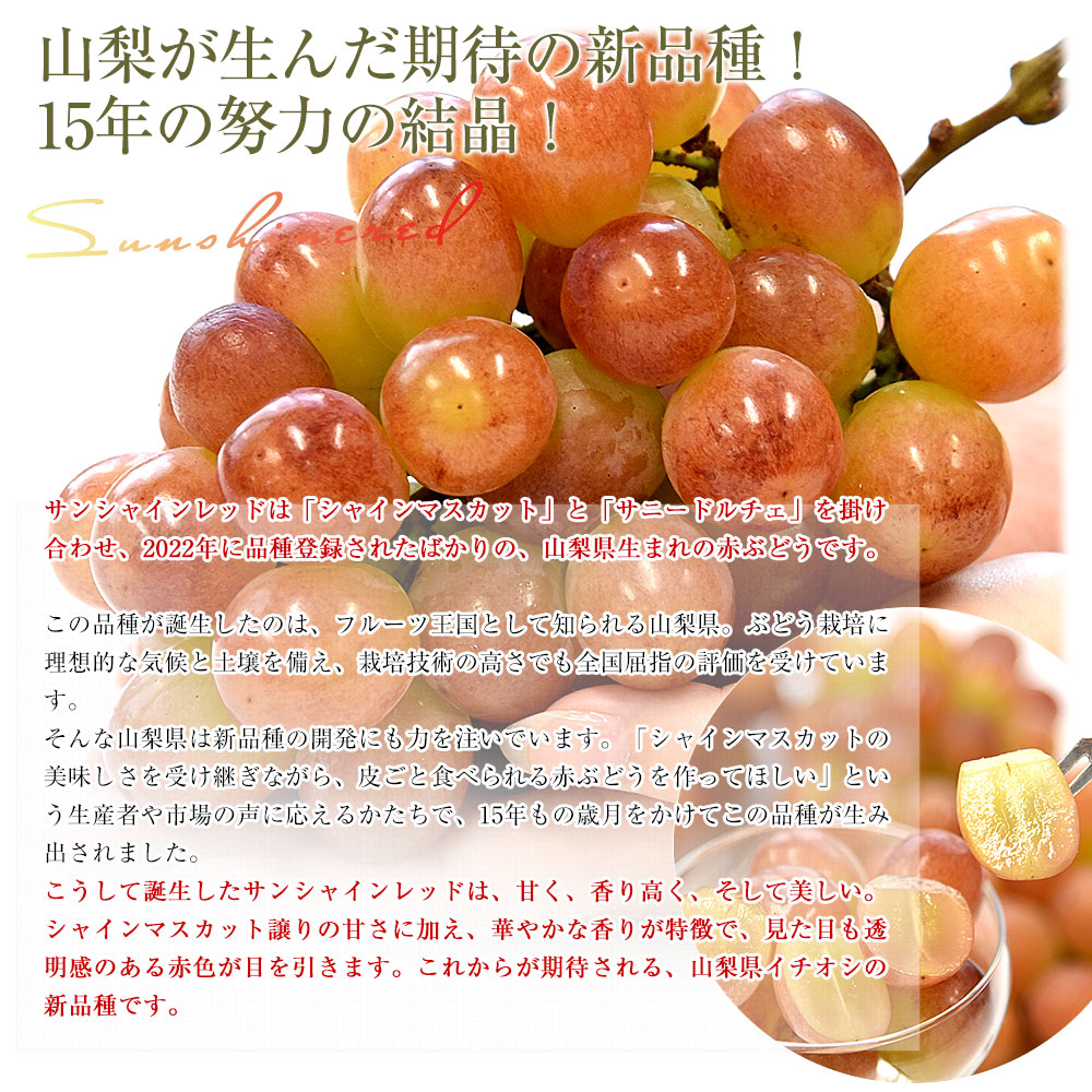 山梨県産 サンシャインレッド 約900g（2房） 送料無料 種無しぶどう