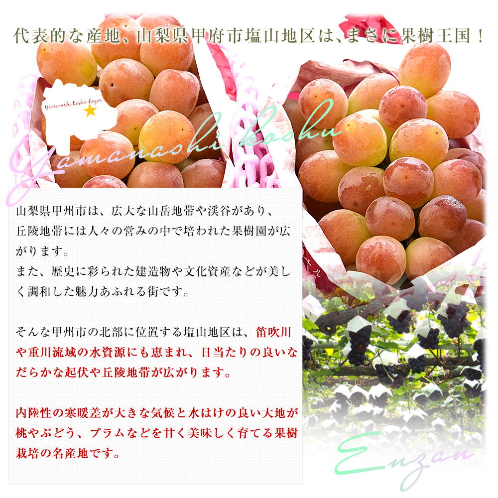 山梨県産 サンシャインレッド 約900g（2房） 送料無料 種無しぶどう