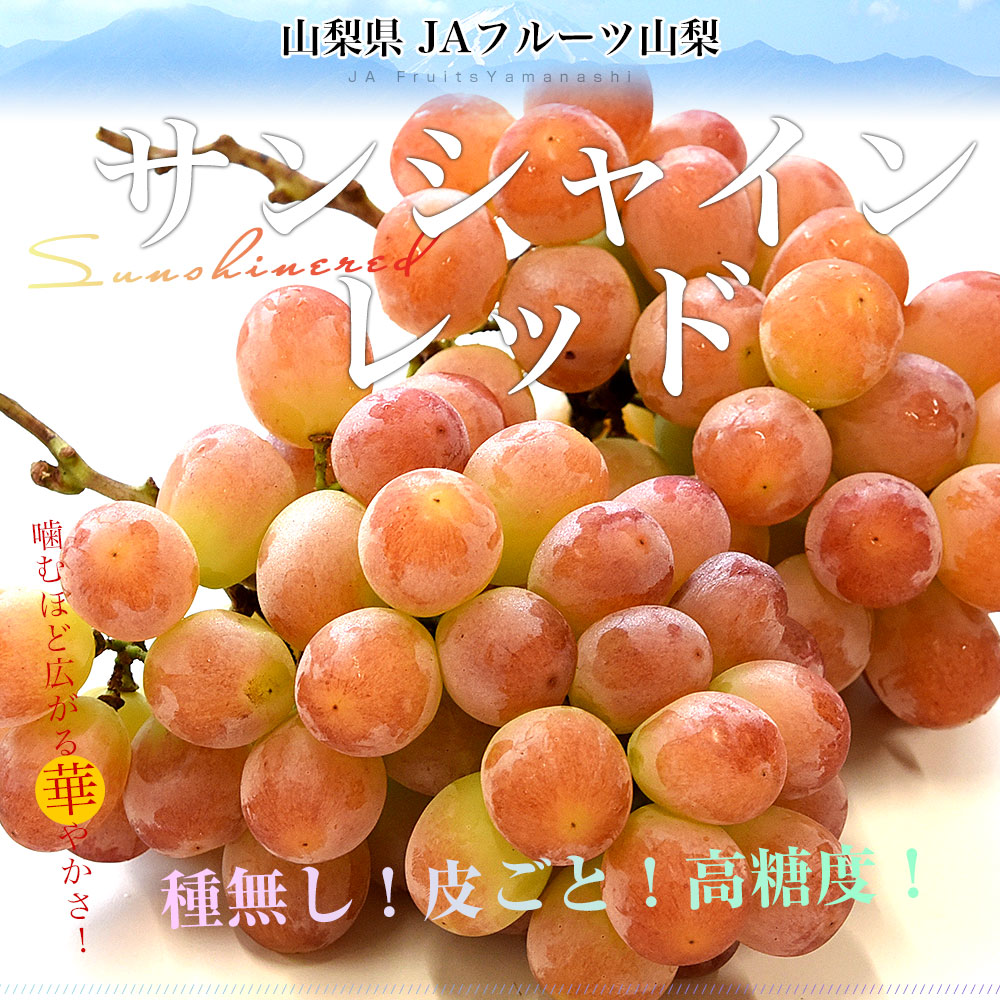 山梨県産 JAフルーツ山梨 サンシャインレッド 約1キロ（2房） 送料無料