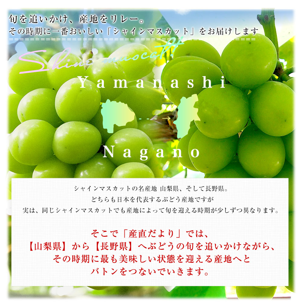 山梨県または長野県産 大房シャインマスカット ご家庭向け・赤秀品以上