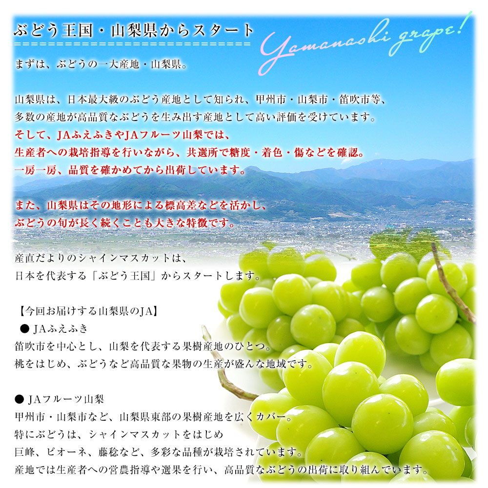 山梨県または長野県産 大房シャインマスカット ご家庭向け・赤秀品以上