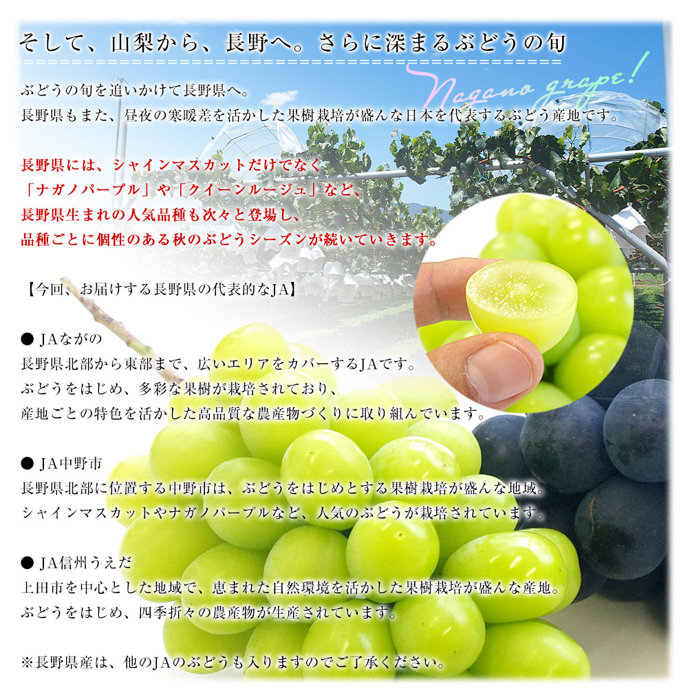 長野県産 大房シャインマスカット 秀品 1.2キロ（大房2房）送料無料