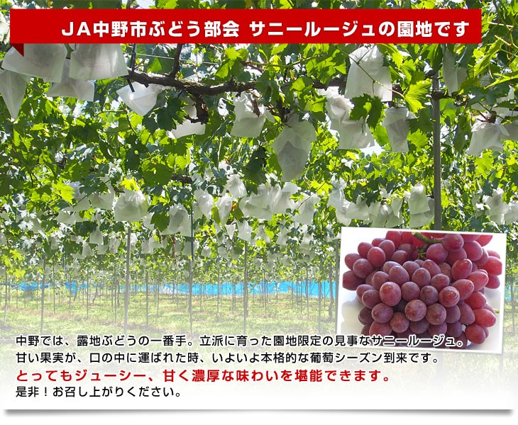 長野県より産地直送 JA中野市 サニールージュ 2から4房 1.2キロ ※クール便