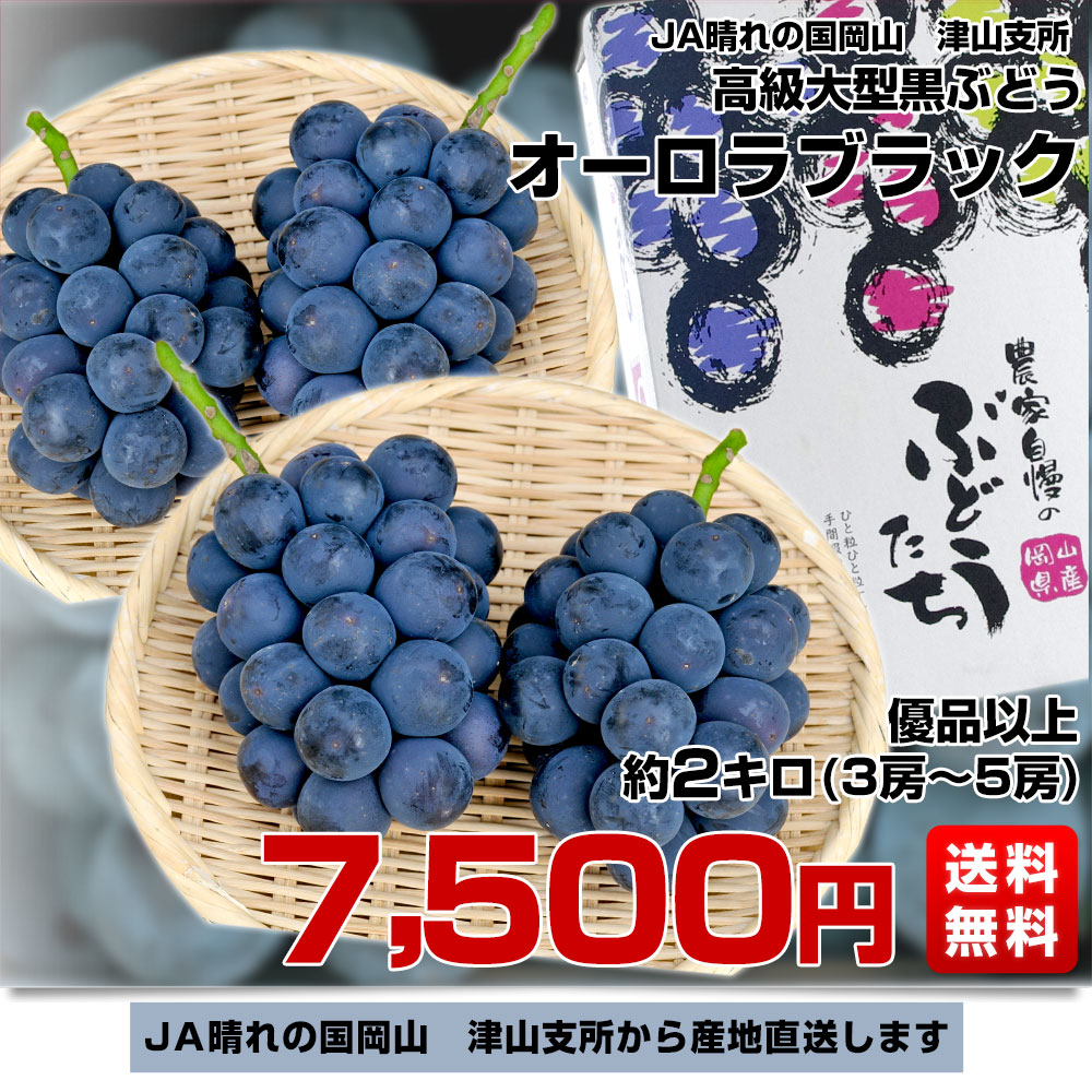 岡山県より産地直送 JA晴れの国岡山 津山支所 オーロラブラック 優品