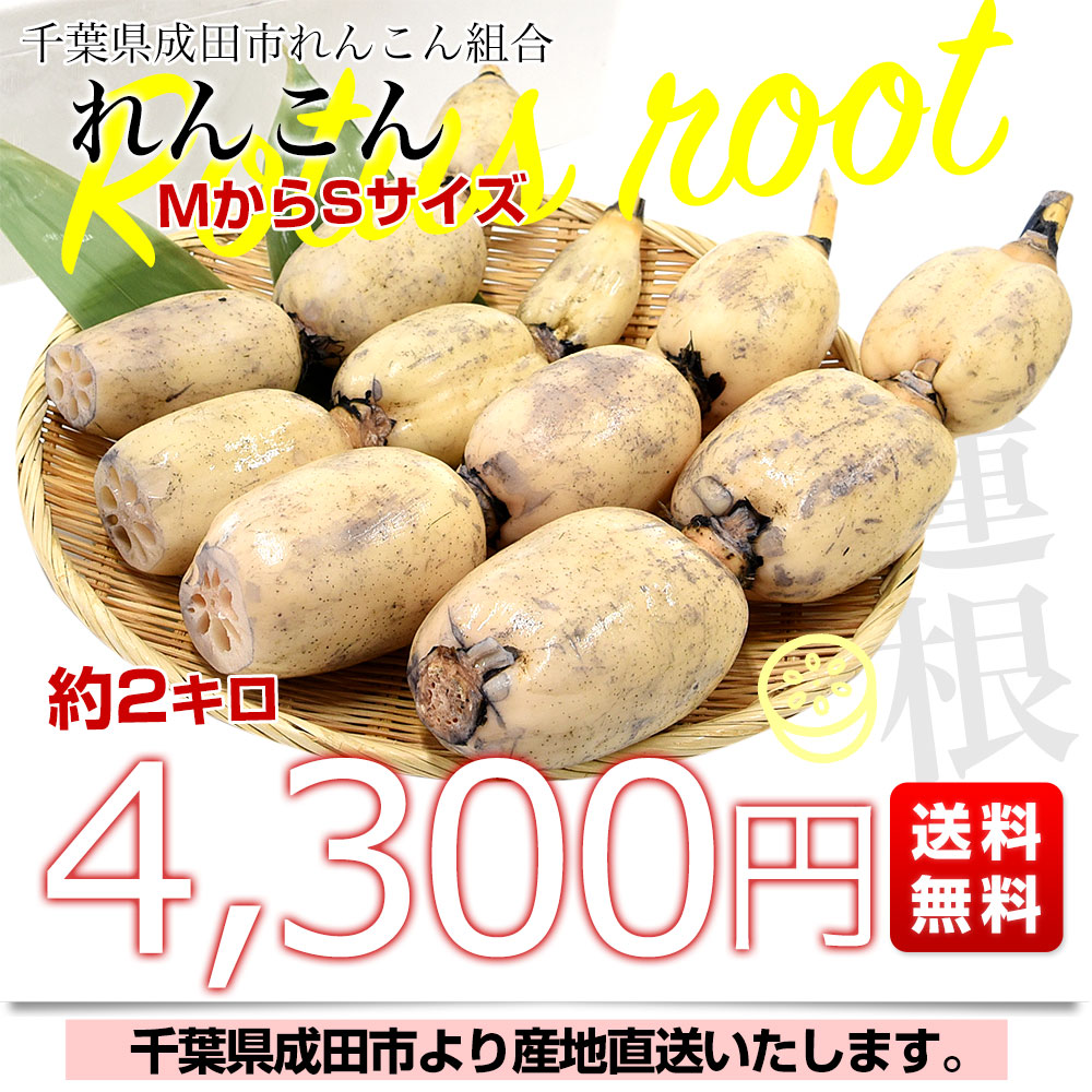 千葉県から産地直送 千葉県成田市れんこん組合「れんこん」 約2キロ MからSサイズ 送料無料 レンコン 蓮根 一本物 クール便 |  | 02