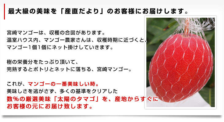 Rakuten サロンドフルーツ 日本橋 予約 5月16日-5月30日の納品 太陽のタマゴ 赤秀品 特大 5L 1玉 完熟マンゴー