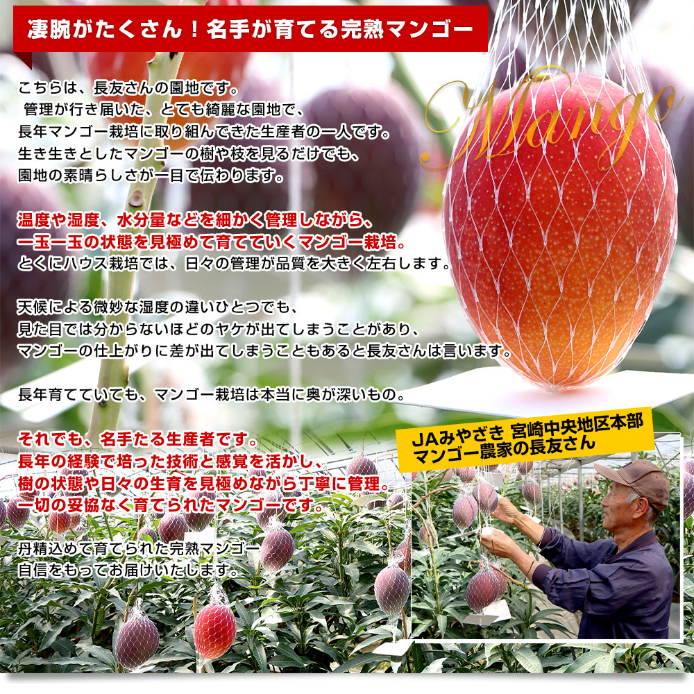 【宮崎県産】摘果マンゴー 20kg（送料込み）本日(3/23)収穫・明日発送！ 宮崎県より産地直送 JAみやざき宮崎中央地区本部 完熟ミニマンゴー