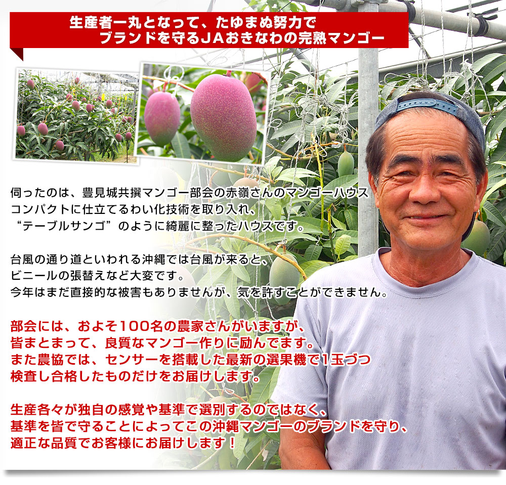 〈スポット特価〉沖縄県産 摘果マンゴー@35g(20〜50g)約20kg【常温① e7d6f2a5ca32db3bc44821da32b1ab