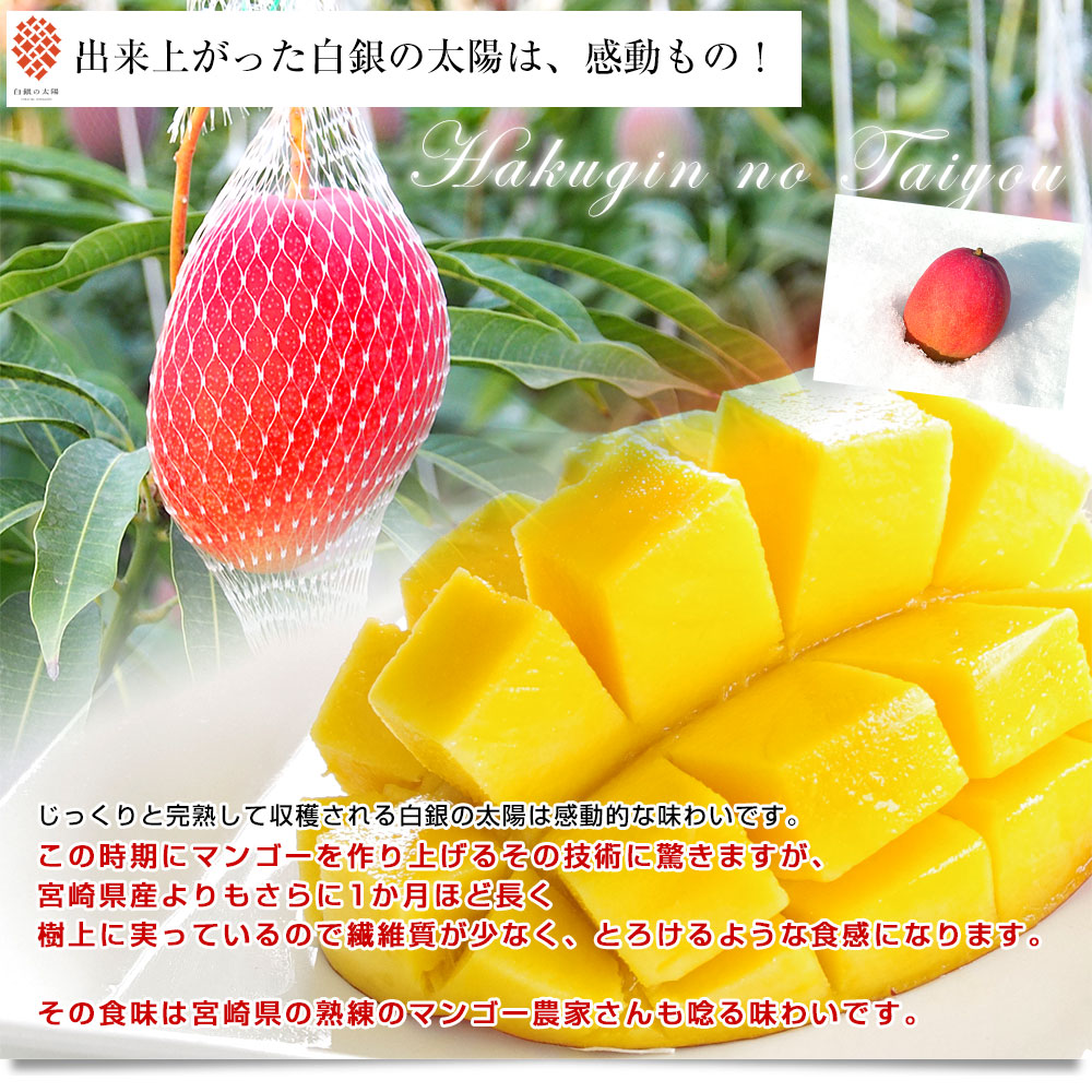 北海道産 完熟マンゴー「白銀の太陽」2Lサイズ1玉（350gから449g）まん
