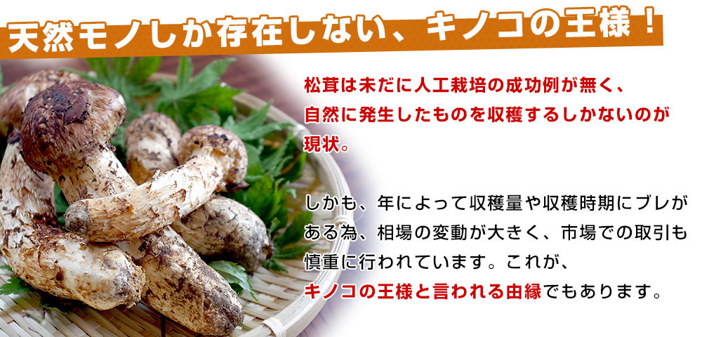 国産松茸つぼみ本から8本前後 送料無料 クール便