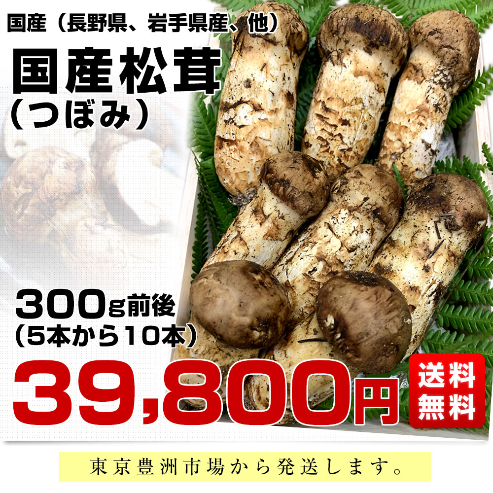 国産松茸（つぼみ）300g前後（5本から10本前後） 送料無料 クール便 まつたけ マツタケ 市場発送 : 1338873512 : 産直だより -  通販 - Yahoo!ショッピング