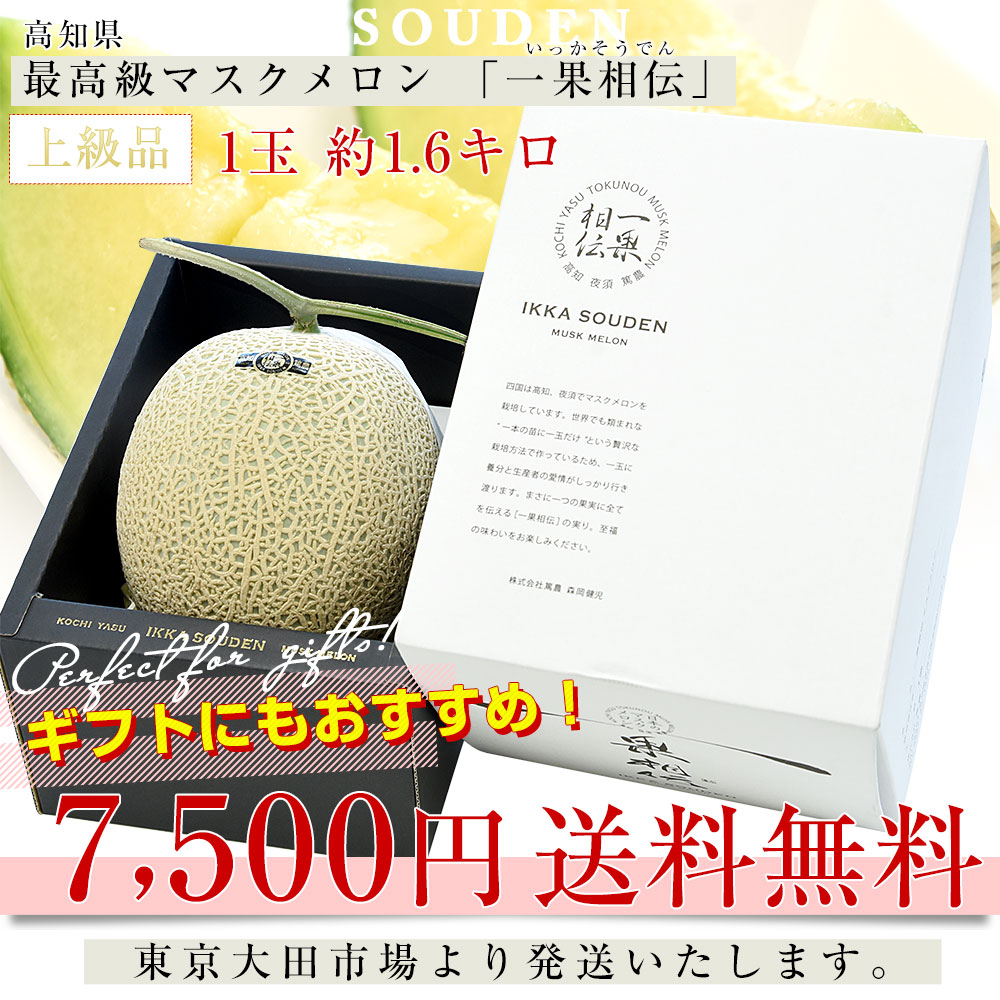 高知県産 最高級マスクメロン「一果相伝(いっかそうでん)」上級品 1玉