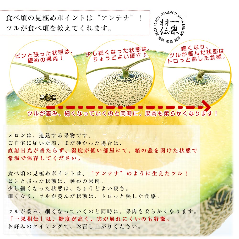高知県産 最高級マスクメロン「一果相伝(いっかそうでん)」上級品 1玉
